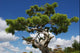 Bonsa Japonais Wall Mural