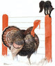 Cover Country Gentleman Agricultural Wall Decal Design 39