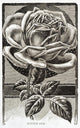 Historic illustration of Winter Gem Rose from 20th century Wall Mural