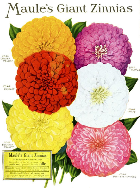 Historic Maule's seed catalog Wall Mural