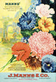 J Mann's seed catalog with illustration of flowers from 20th century Wall Mural
