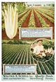 Historic Walter S Schell seed catalog from 20th century Wall Mural