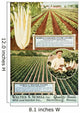 Historic Walter S Schell seed catalog from 20th century Wall Mural
