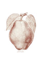 Historic illustration of Kieffer Pear from 20th century Wall Decal