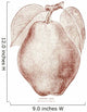 Historic illustration of Kieffer Pear from 20th century Wall Decal