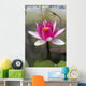 Water lily in the Humble Administrator's Garden Wall Mural