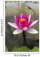 Water lily in the Humble Administrator's Garden Wall Mural