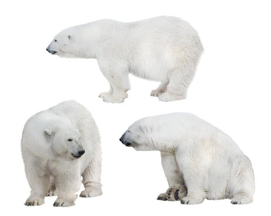 Three White Polar Bears Wall Decal Sticker Set