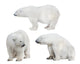 Three White Polar Bears Wall Decal Sticker Set