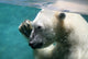 polar bear waving Wall Mural