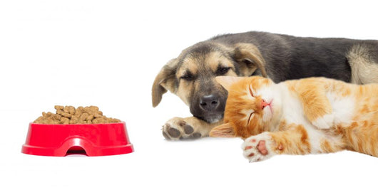 Kitten and Puppy Sleeping Wall Mural