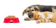 Kitten and Puppy Sleeping Wall Mural
