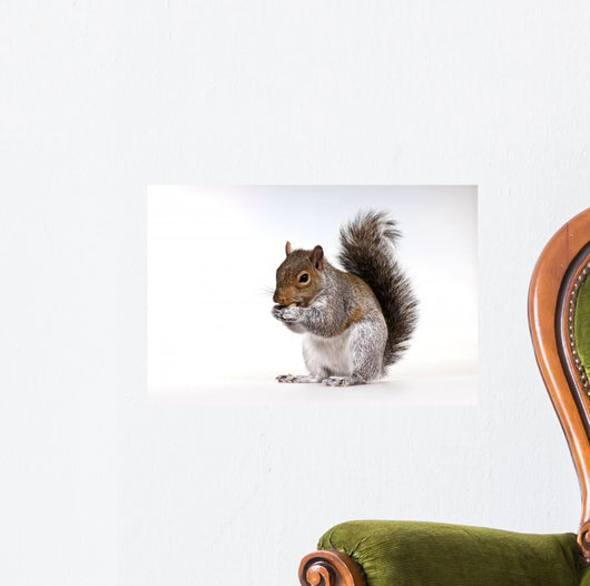 Squirrel with a nut Wall Decal