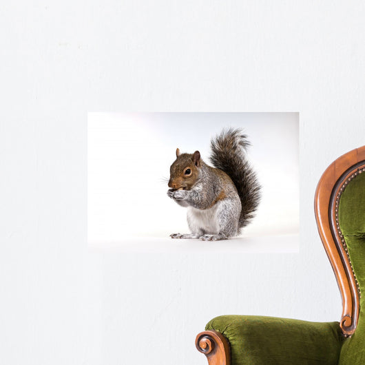 Squirrel with a nut Wall Decal