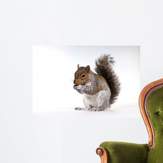 Squirrel with a nut Wall Decal