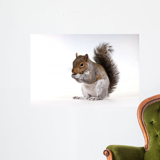 Squirrel with a nut Wall Decal