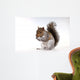 Squirrel with a nut Wall Decal