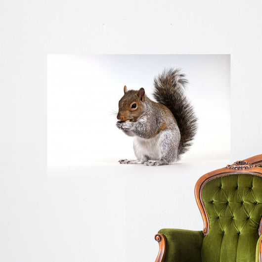 Squirrel with a nut Wall Decal