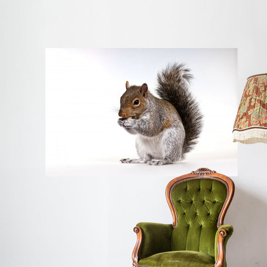 Squirrel with a nut Wall Decal