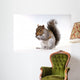 Squirrel with a nut Wall Decal