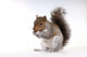 Squirrel with a nut Wall Decal