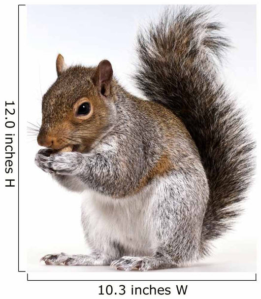 Squirrel with a nut Wall Decal