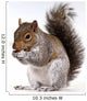 Squirrel with a nut Wall Decal