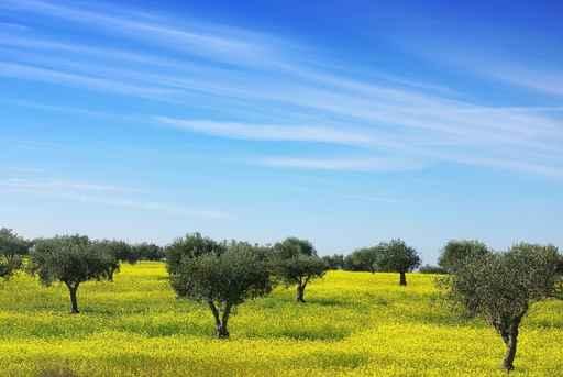 Olives Tree Field Yellow Wall Mural