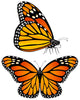 Two Monarch Butterflies Wall Decal Sticker Set