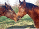 Horse 20031109006 Wall Mural