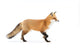 Red Fox Wall Decal