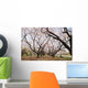 Cherry Blossoms Wall Mural