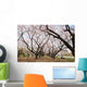 Cherry Blossoms Wall Mural