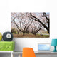Cherry Blossoms Wall Mural