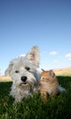 Hund und Katze Wall Mural