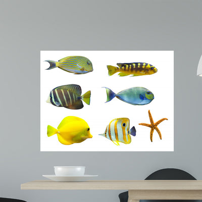 Tropical World Fish shown on a wall