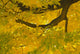 yellow and green leaves on a tree branch Wall Mural