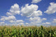 Corn Tasseling Field Wall Mural
