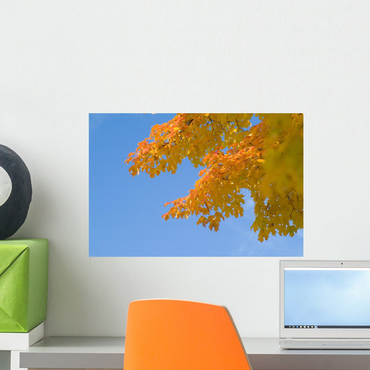 yellow and orange leaves against blue sky Wall Mural