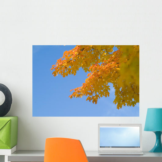 yellow and orange leaves against blue sky Wall Mural