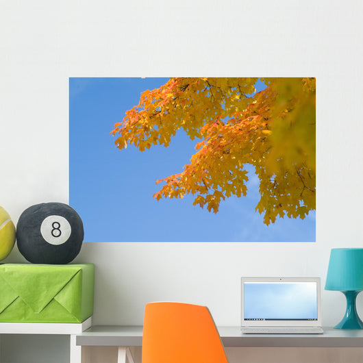 yellow and orange leaves against blue sky Wall Mural