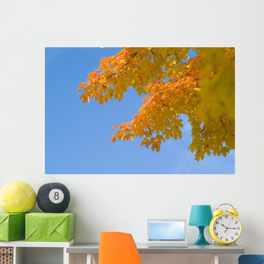 yellow and orange leaves against blue sky Wall Mural