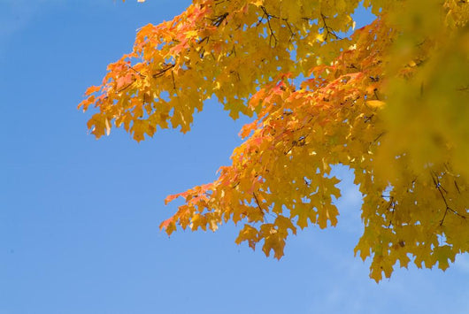 yellow and orange leaves against blue sky Wall Mural