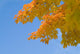 yellow and orange leaves against blue sky Wall Mural