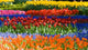 Tulips and Common Grape Wall Mural