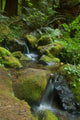 Waterfall in the Forest Wall Mural