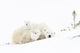 Polar Bear Mommy Wall Decal