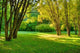 Morning Forest Wall Mural