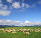 Summer Landscape with Herd Wall Mural