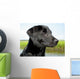 Black Lab Puppy With Marsh in Background Wall Mural